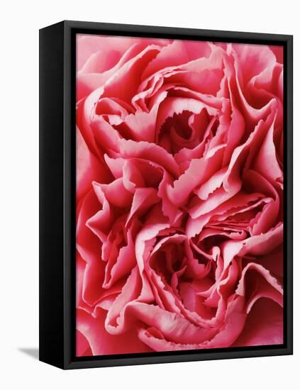 Close-Up of Pink Carnation-Clive Nichols-Framed Stretched Canvas