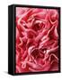 Close-Up of Pink Carnation-Clive Nichols-Framed Stretched Canvas