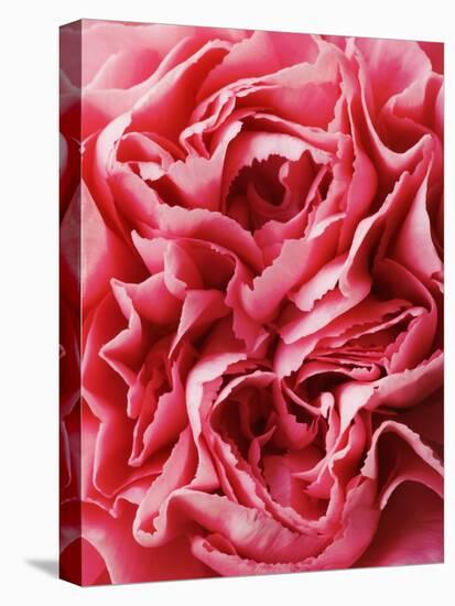 Close-Up of Pink Carnation-Clive Nichols-Stretched Canvas