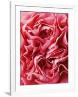 Close-Up of Pink Carnation-Clive Nichols-Framed Photographic Print