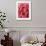 Close-Up of Pink Carnation-Clive Nichols-Framed Photographic Print displayed on a wall