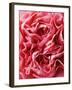 Close-Up of Pink Carnation-Clive Nichols-Framed Photographic Print