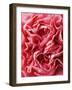 Close-Up of Pink Carnation-Clive Nichols-Framed Photographic Print