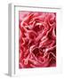 Close-Up of Pink Carnation-Clive Nichols-Framed Photographic Print