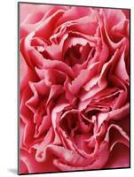 Close-Up of Pink Carnation-Clive Nichols-Mounted Photographic Print