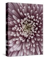 Close-Up of Pink Chrysanthemum-Clive Nichols-Stretched Canvas