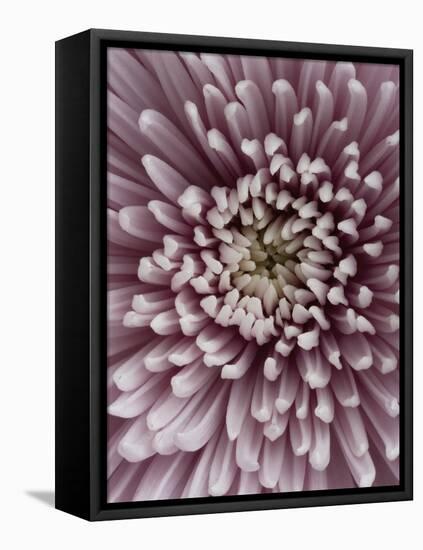 Close-Up of Pink Chrysanthemum-Clive Nichols-Framed Stretched Canvas