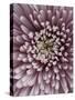 Close-Up of Pink Chrysanthemum-Clive Nichols-Stretched Canvas