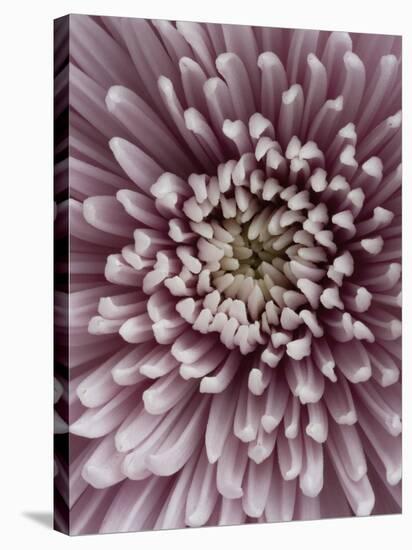 Close-Up of Pink Chrysanthemum-Clive Nichols-Stretched Canvas