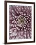 Close-Up of Pink Chrysanthemum-Clive Nichols-Framed Photographic Print