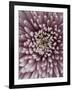 Close-Up of Pink Chrysanthemum-Clive Nichols-Framed Photographic Print