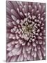 Close-Up of Pink Chrysanthemum-Clive Nichols-Mounted Photographic Print
