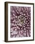 Close-Up of Pink Chrysanthemum-Clive Nichols-Framed Photographic Print