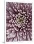 Close-Up of Pink Chrysanthemum-Clive Nichols-Framed Photographic Print