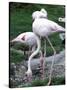 Close-Up of Pink Flamingoes at Tiersgarten, the Zoo, Hietzing, Vienna, Austria-Richard Nebesky-Stretched Canvas