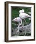 Close-Up of Pink Flamingoes at Tiersgarten, the Zoo, Hietzing, Vienna, Austria-Richard Nebesky-Framed Photographic Print