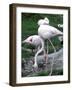Close-Up of Pink Flamingoes at Tiersgarten, the Zoo, Hietzing, Vienna, Austria-Richard Nebesky-Framed Photographic Print