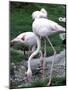 Close-Up of Pink Flamingoes at Tiersgarten, the Zoo, Hietzing, Vienna, Austria-Richard Nebesky-Mounted Photographic Print