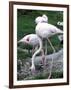 Close-Up of Pink Flamingoes at Tiersgarten, the Zoo, Hietzing, Vienna, Austria-Richard Nebesky-Framed Photographic Print