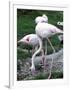 Close-Up of Pink Flamingoes at Tiersgarten, the Zoo, Hietzing, Vienna, Austria-Richard Nebesky-Framed Photographic Print