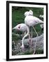 Close-Up of Pink Flamingoes at Tiersgarten, the Zoo, Hietzing, Vienna, Austria-Richard Nebesky-Framed Photographic Print