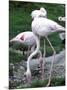 Close-Up of Pink Flamingoes at Tiersgarten, the Zoo, Hietzing, Vienna, Austria-Richard Nebesky-Mounted Photographic Print