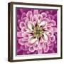 Close up of Pink Flower Quad-Tom Quartermaine-Framed Giclee Print