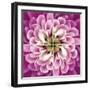 Close up of Pink Flower Quad-Tom Quartermaine-Framed Giclee Print