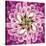 Close up of Pink Flower Quad-Tom Quartermaine-Stretched Canvas