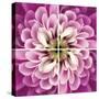 Close up of Pink Flower Quad-Tom Quartermaine-Stretched Canvas