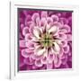 Close up of Pink Flower Quad-Tom Quartermaine-Framed Giclee Print