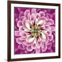 Close up of Pink Flower Quad-Tom Quartermaine-Framed Giclee Print