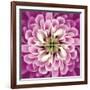 Close up of Pink Flower Quad-Tom Quartermaine-Framed Giclee Print