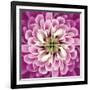 Close up of Pink Flower Quad-Tom Quartermaine-Framed Giclee Print