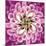 Close up of Pink Flower Quad-Tom Quartermaine-Mounted Giclee Print