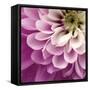 Close up of Pink Flower-Tom Quartermaine-Framed Stretched Canvas