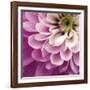 Close up of Pink Flower-Tom Quartermaine-Framed Giclee Print