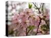 Close-Up of Pink Flowers in Bloom, Hiraizumi, Iwate Prefecture, Japan-null-Stretched Canvas