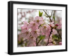 Close-Up of Pink Flowers in Bloom, Hiraizumi, Iwate Prefecture, Japan-null-Framed Premium Photographic Print