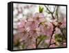 Close-Up of Pink Flowers in Bloom, Hiraizumi, Iwate Prefecture, Japan-null-Framed Stretched Canvas