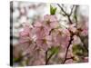 Close-Up of Pink Flowers in Bloom, Hiraizumi, Iwate Prefecture, Japan-null-Stretched Canvas