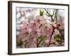Close-Up of Pink Flowers in Bloom, Hiraizumi, Iwate Prefecture, Japan-null-Framed Photographic Print