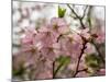 Close-Up of Pink Flowers in Bloom, Hiraizumi, Iwate Prefecture, Japan-null-Mounted Photographic Print