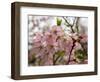 Close-Up of Pink Flowers in Bloom, Hiraizumi, Iwate Prefecture, Japan-null-Framed Photographic Print
