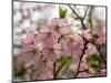 Close-Up of Pink Flowers in Bloom, Hiraizumi, Iwate Prefecture, Japan-null-Mounted Photographic Print