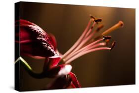 Close Up of Pink Lily. Selective Focus-Daniil Belyay-Stretched Canvas