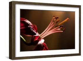 Close Up of Pink Lily. Selective Focus-Daniil Belyay-Framed Photographic Print