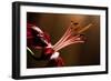 Close Up of Pink Lily. Selective Focus-Daniil Belyay-Framed Photographic Print