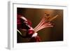 Close Up of Pink Lily. Selective Focus-Daniil Belyay-Framed Photographic Print