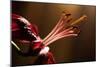 Close Up of Pink Lily. Selective Focus-Daniil Belyay-Mounted Photographic Print